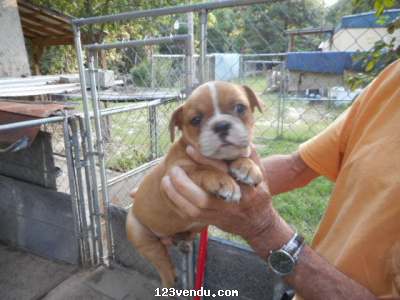 Annonces classees img:preview Chiots Bulldog Anglais