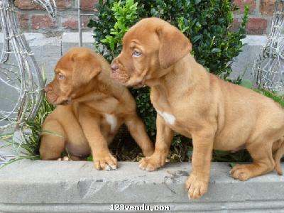 Annonces classees img:preview magnifiques chiots dogue de bordeaux