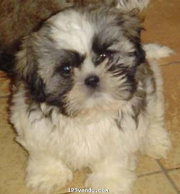 Annonces classees img:preview a reserver chiots shih tzu