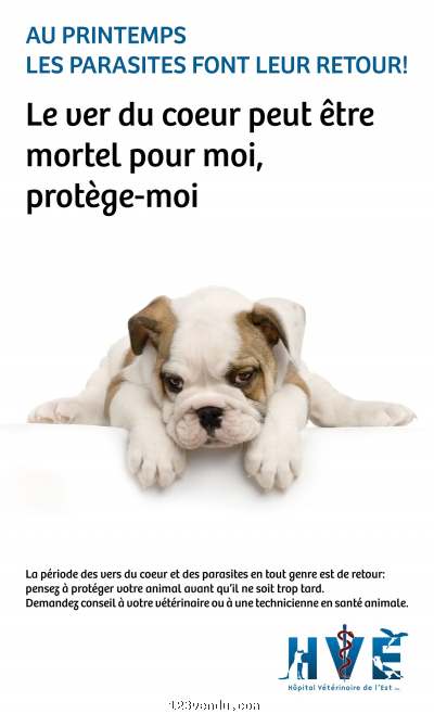 Annonces classees img:preview Protégez vos animaux des parasites et de la maladie des vers du coeur